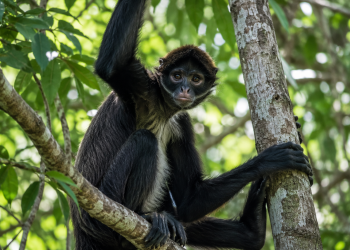 A doença que pulou para os macacos