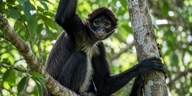 A doença que pulou para os macacos
