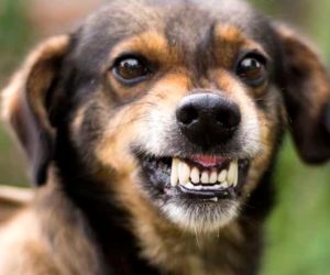 Agora é mesmo o mês do Cachorro Louco?