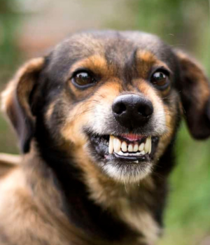 Agora é mesmo o mês do Cachorro Louco?