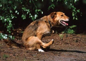 Por que meu cachorro arrasta o bumbum no chão? O que esse comportamento pode estar tentando dizer