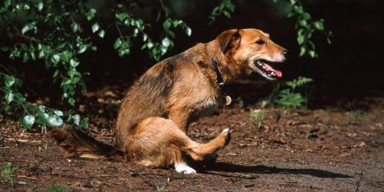 Por que meu cachorro arrasta o bumbum no chão? O que esse comportamento pode estar tentando dizer