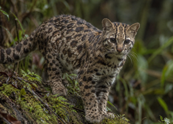 O Felino que a ciência não conhecia