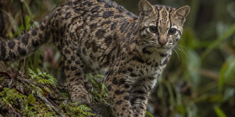 O Felino que a ciência não conhecia