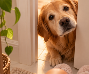 Por que meu cachorro me segue até no banheiro?