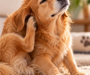 Seu cachorro vive se coçando? Talvez não seja apenas uma coceirinha